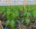 How to Start Greenhouse Farming in Kenya