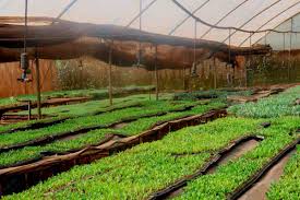 Plastic Seedling trays