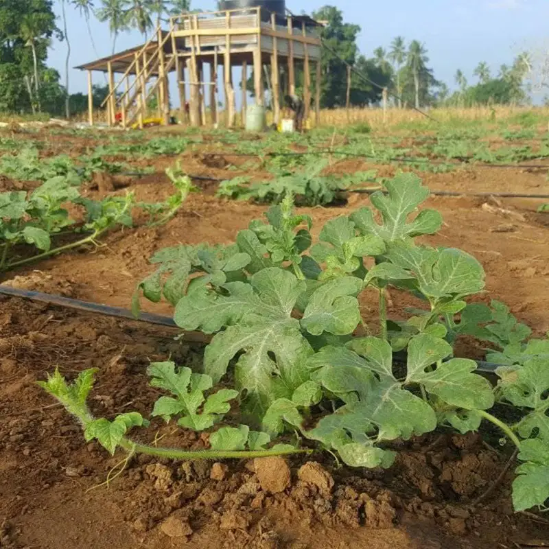 Watermelon Farming in Kenya