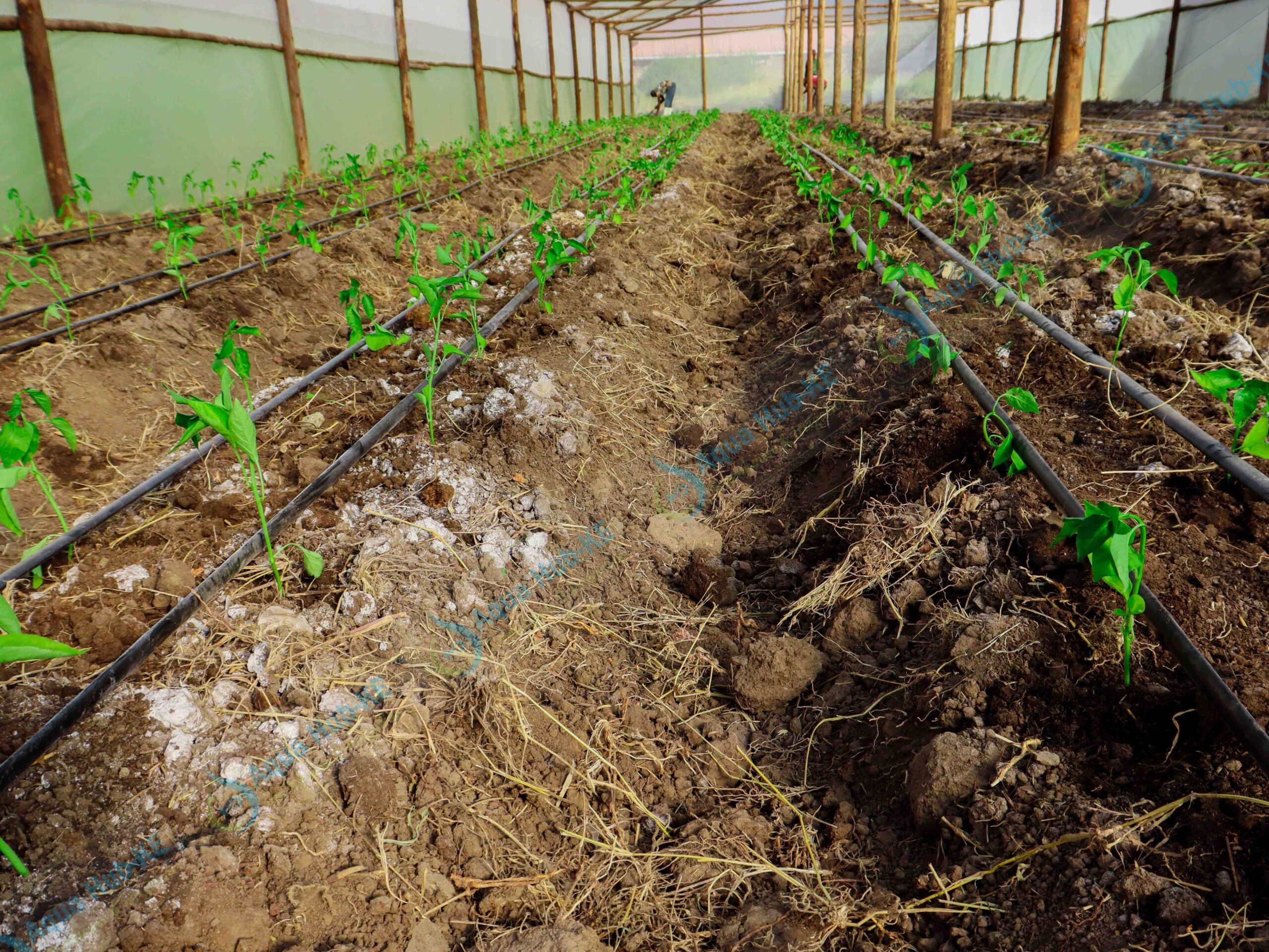 Wooden Greenhouse Vegetable Farming in Kenya