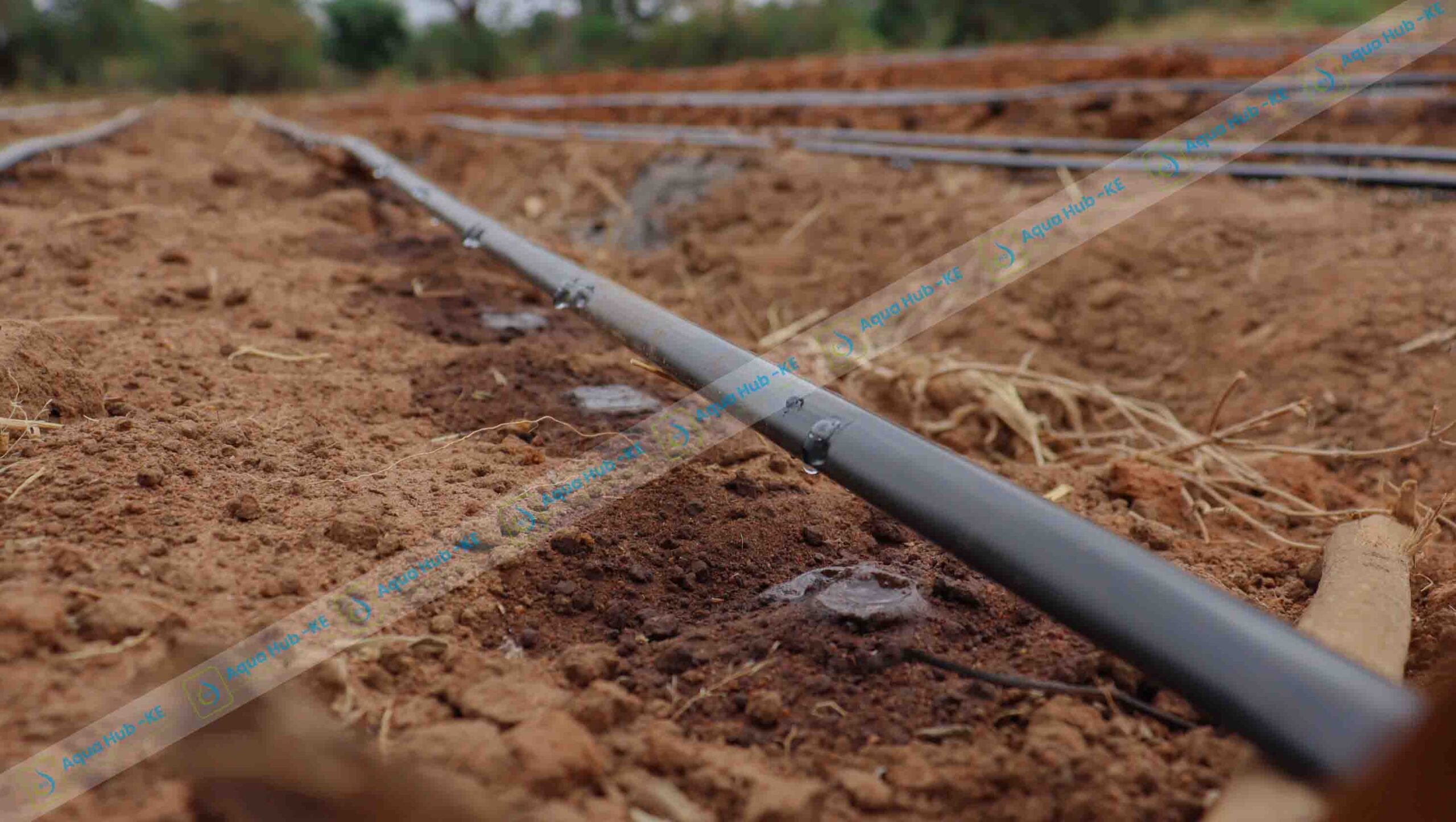 Watermelon Farming in Kenya