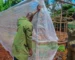 Insect Nets for Agriculture