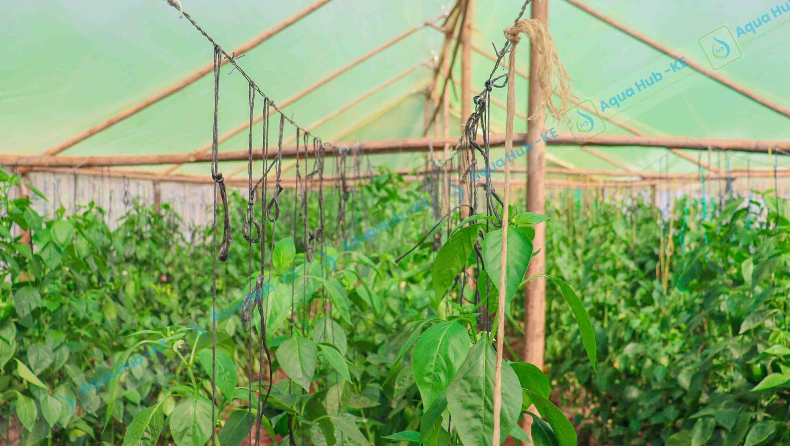 Wooden Greenhouse Vegetable Farming in Kenya