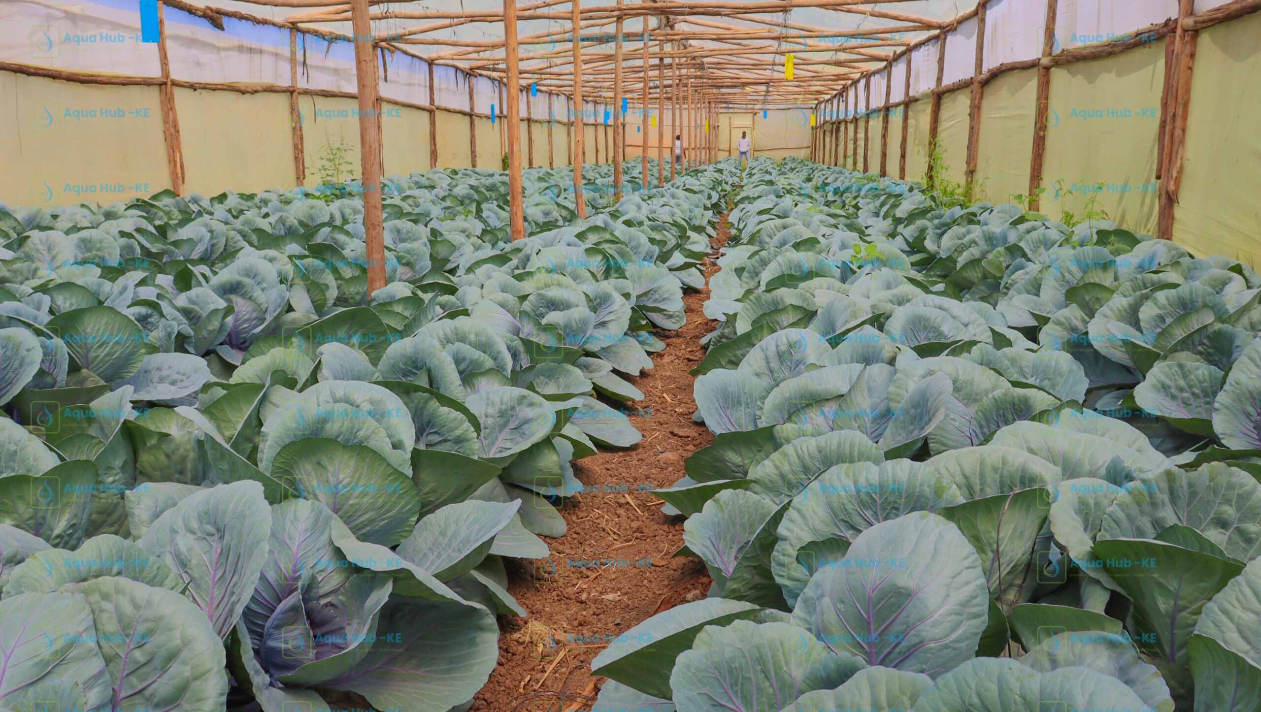 Wooden Greenhouse Vegetable Farming in Kenya