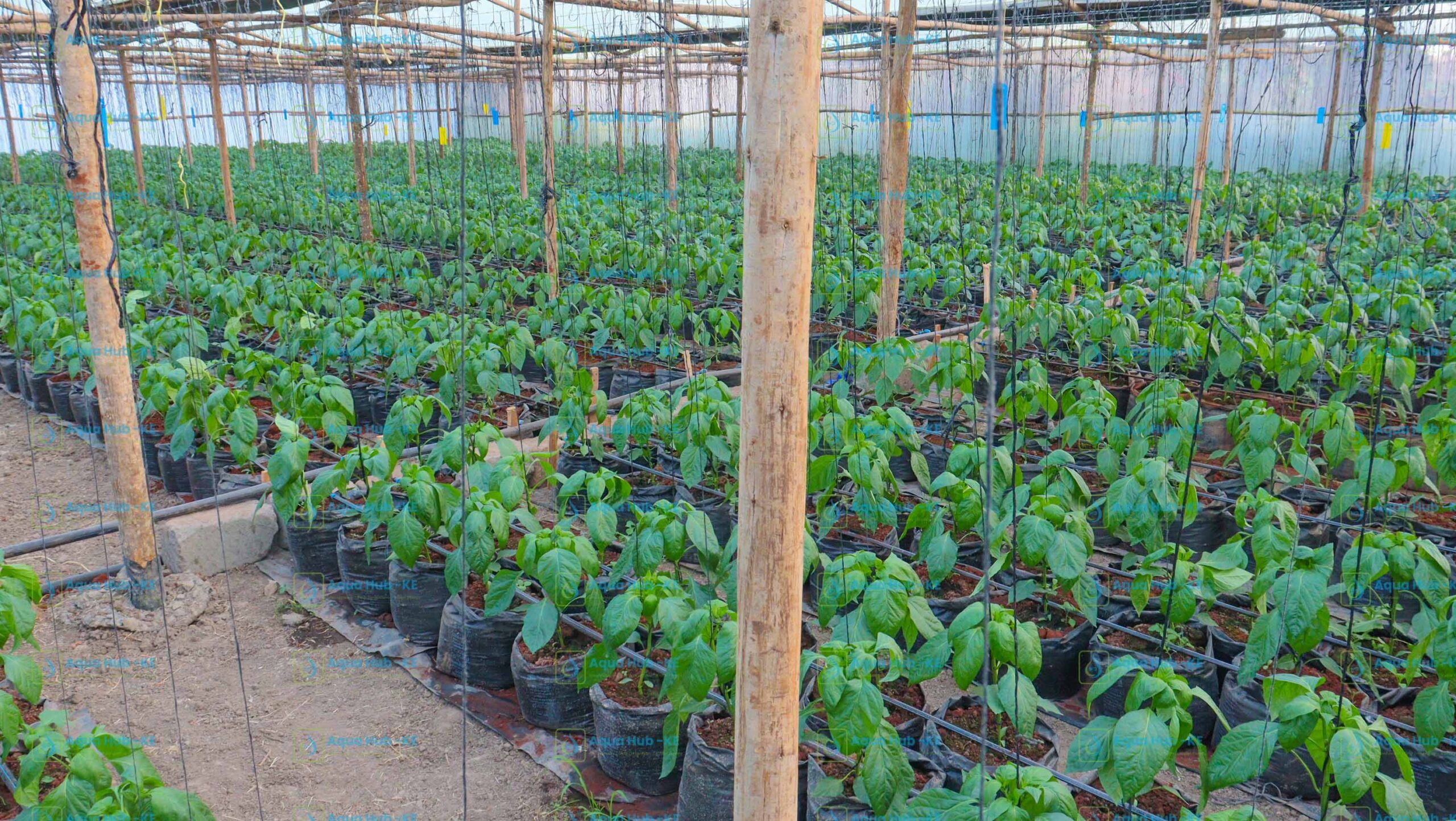 Wooden Greenhouse Vegetable Farming in Kenya