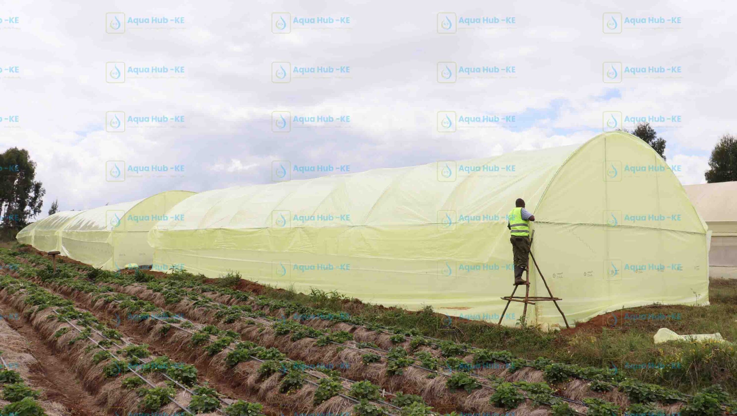Buy Quality Greenhouse Polythene Cover