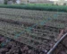drip irrigation for onion farming in kenya