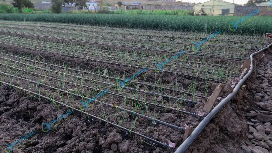 drip irrigation for onion farming in kenya