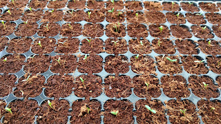 Cocopeat for Seedling Germination