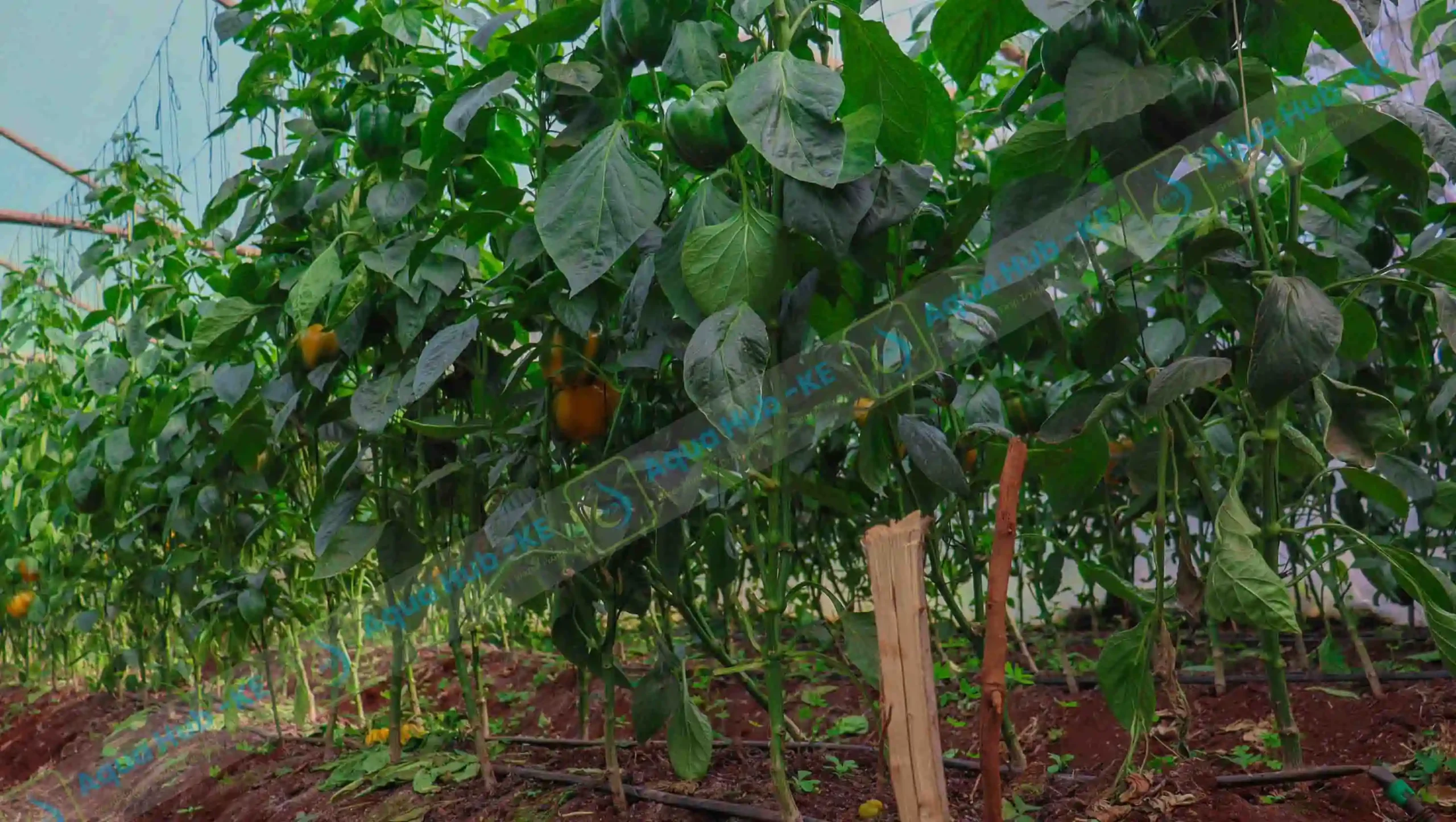 greenhouse farming cost