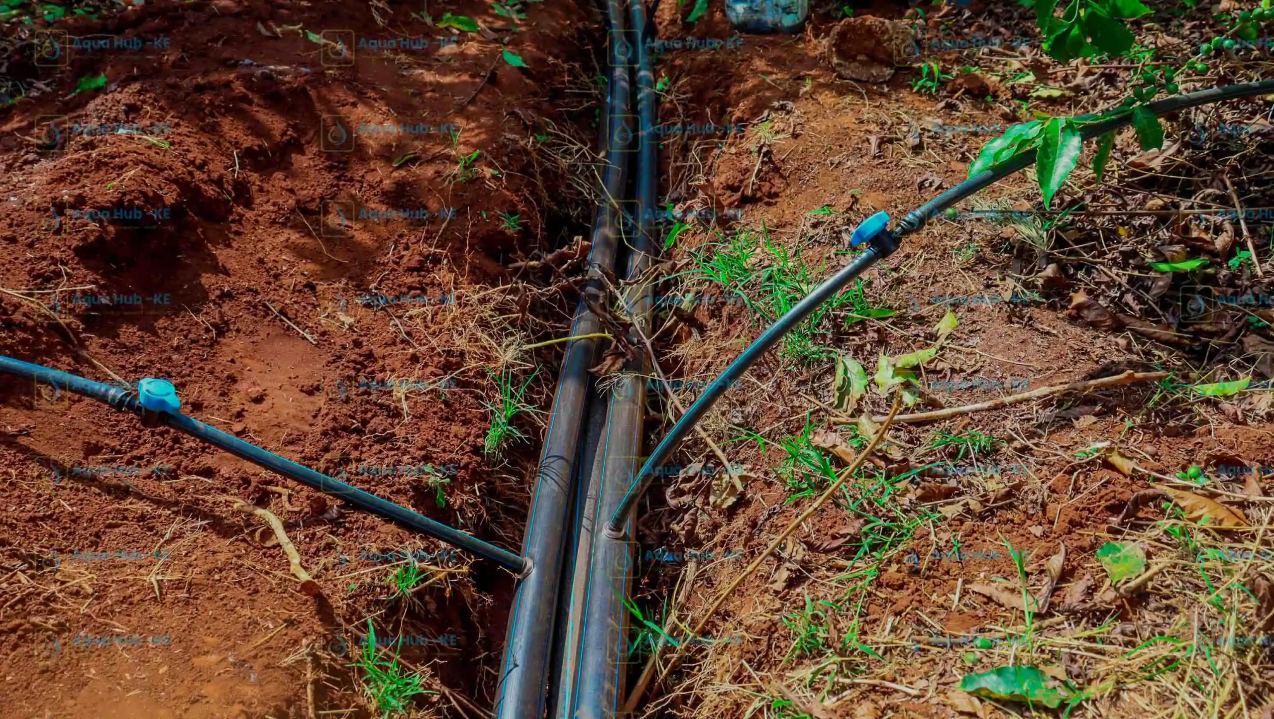 Button Drippers Irrigation in Kenya