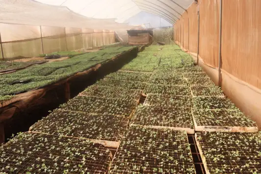 Cocopeat for Seedling Germination