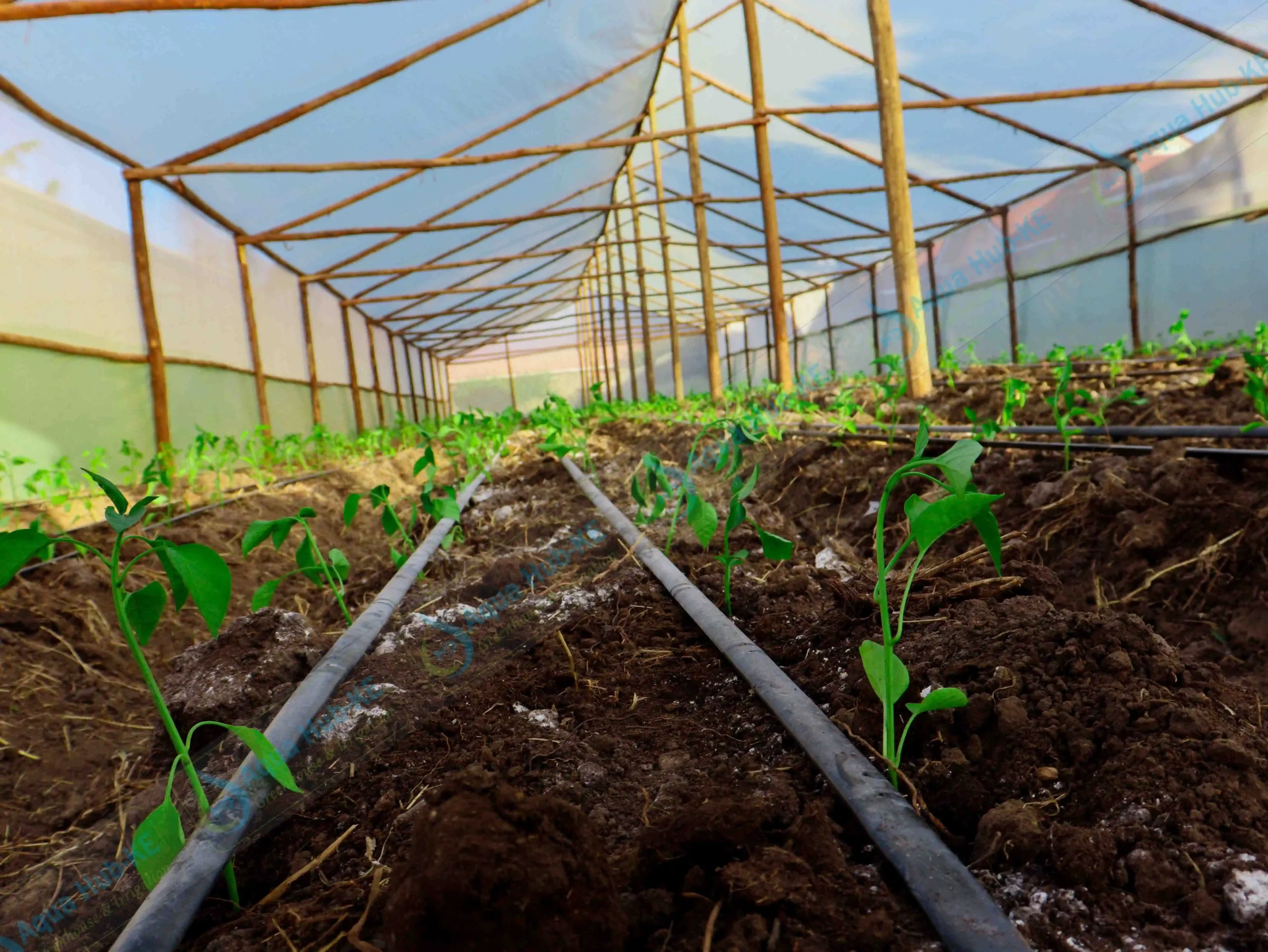 affordable greenhouses