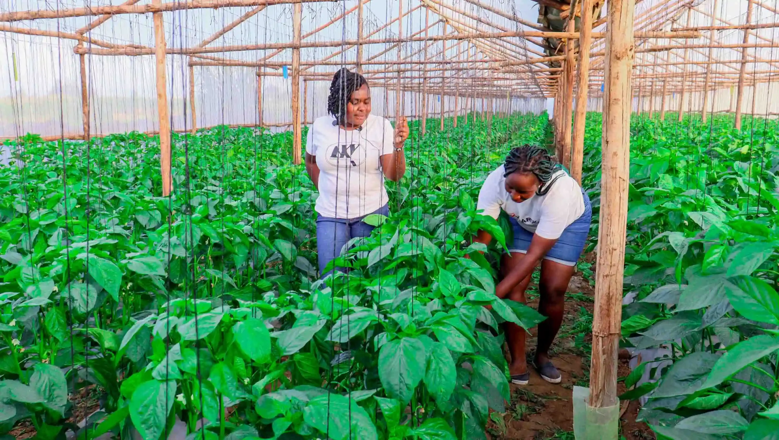 affordable greenhouses