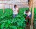 greenhouse farming