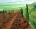 Ant-bird net for crop Protection