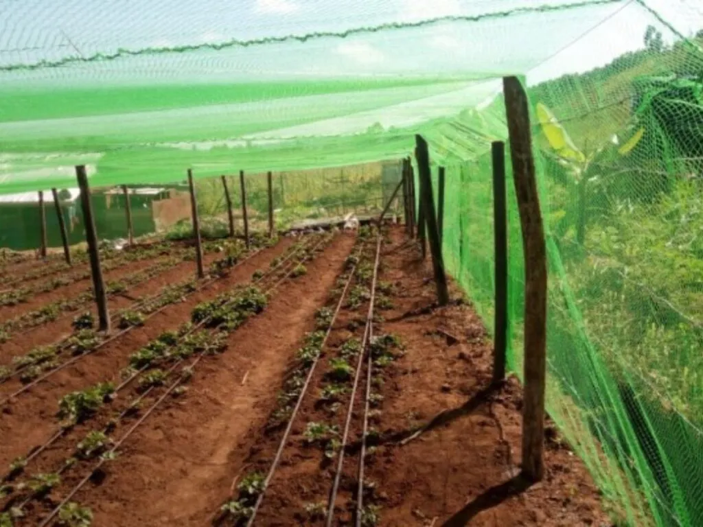 Ant-bird net for crop Protection