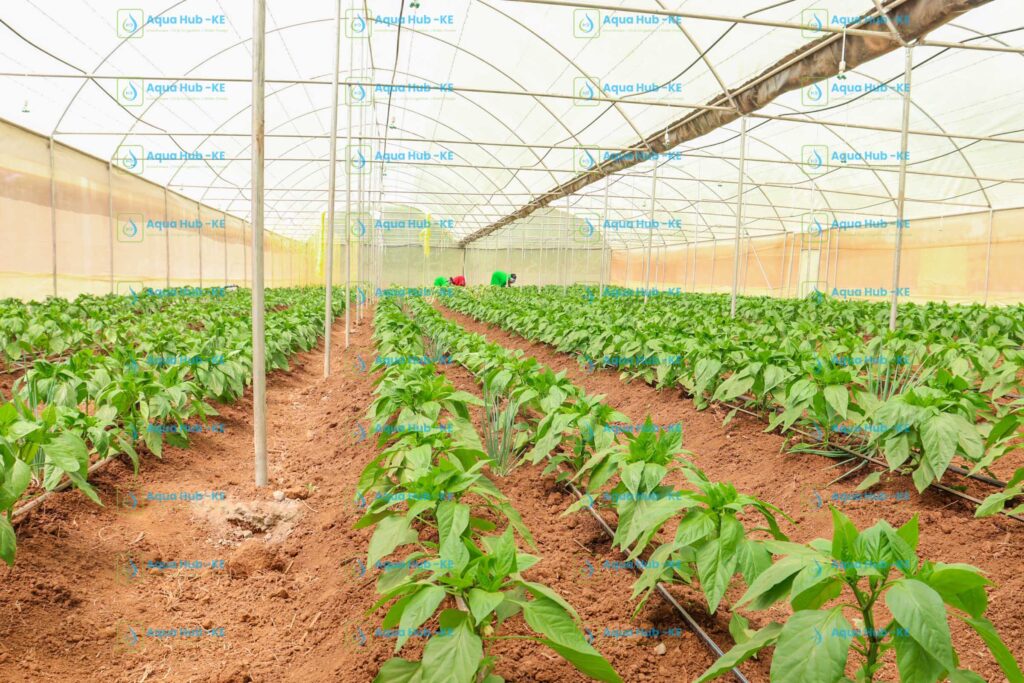 greenhouse prices in Kenya