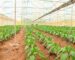 greenhouse prices in Kenya