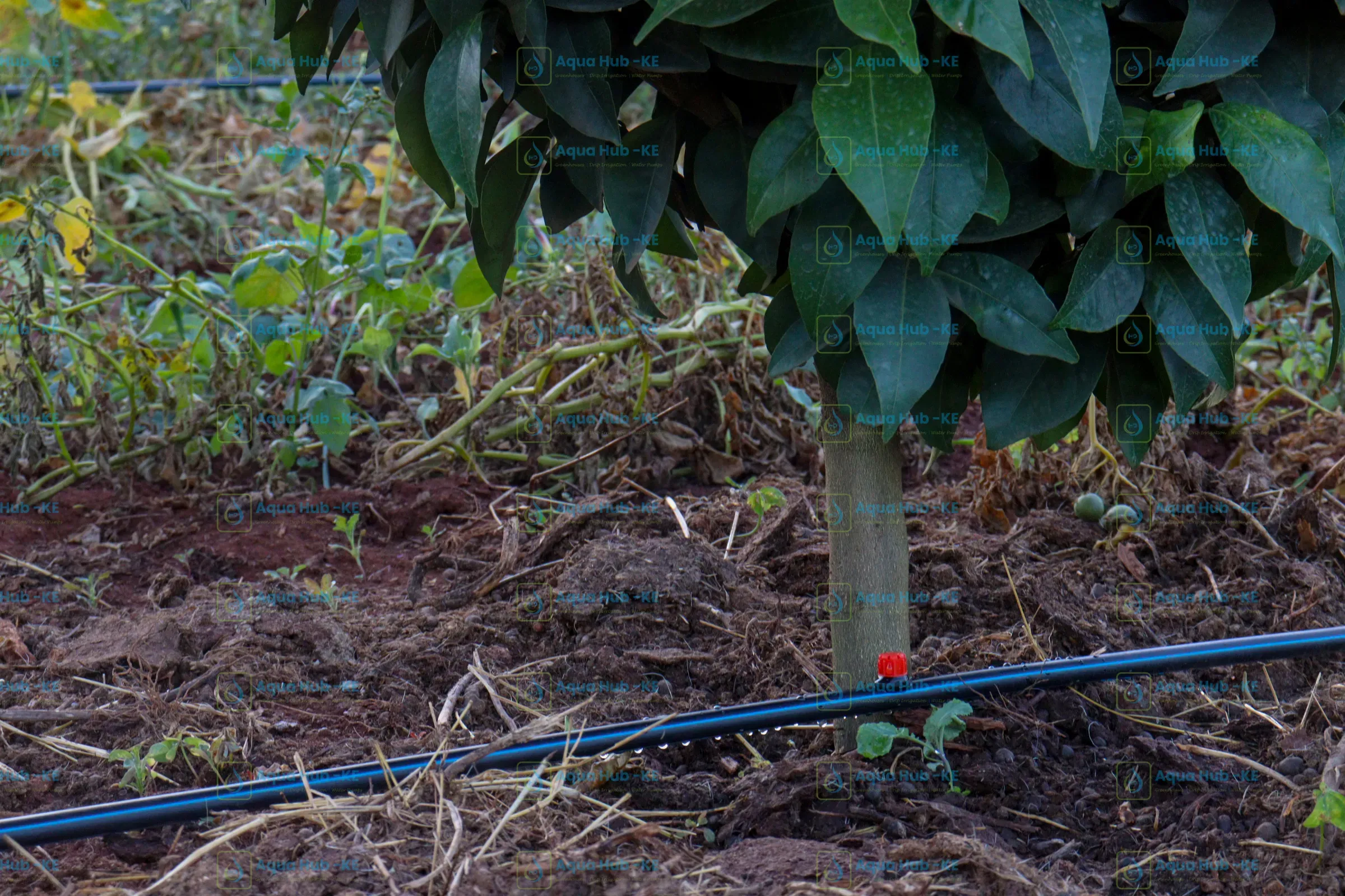 Avocado Irrigation in Kenya