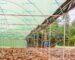 Greenhouse construction in Kenya