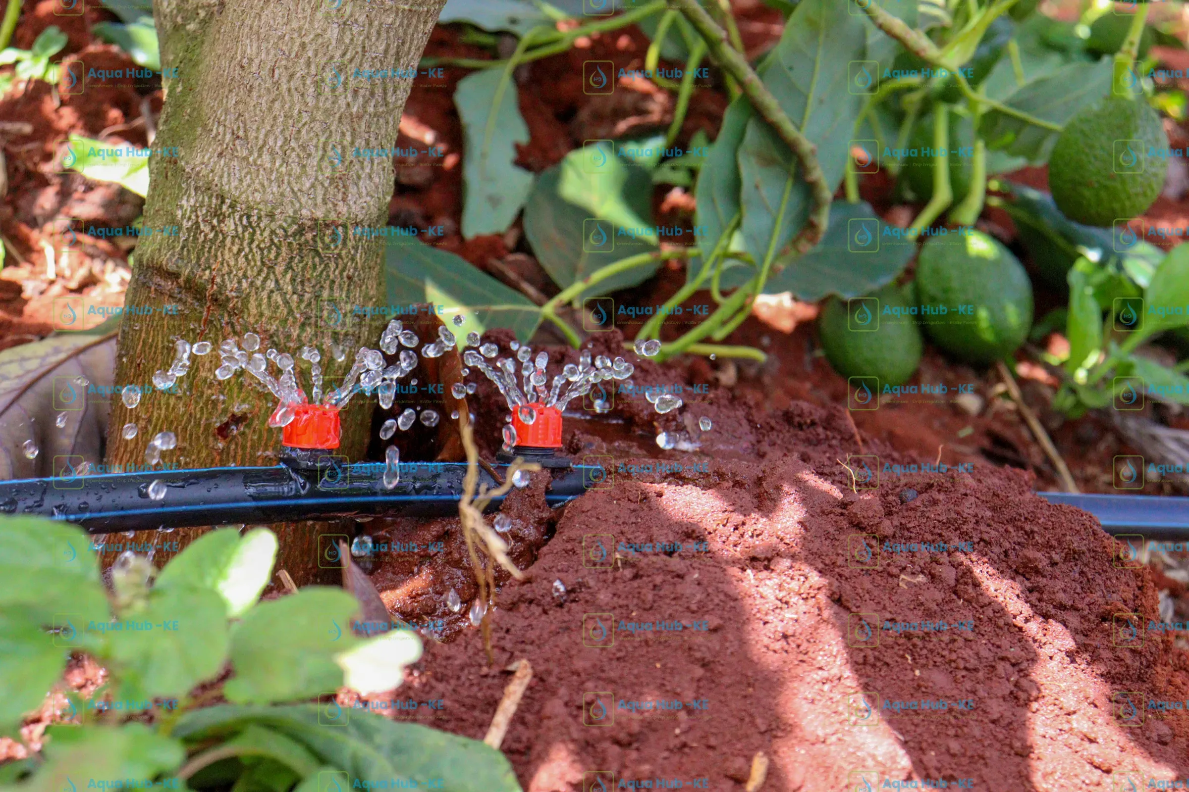Avocado Irrigation in Kenya