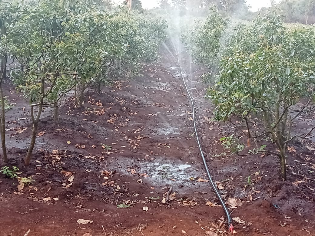 Rain Hose Irrigation in Kenya
