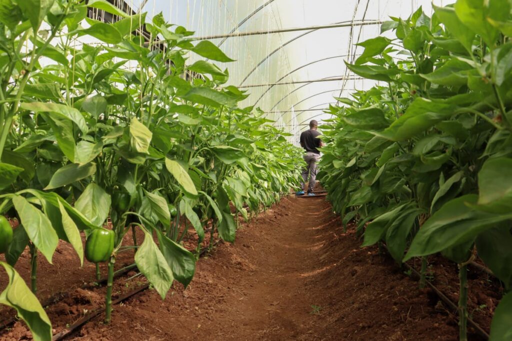 Greenhouse farming technology