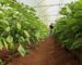 Greenhouse farming technology