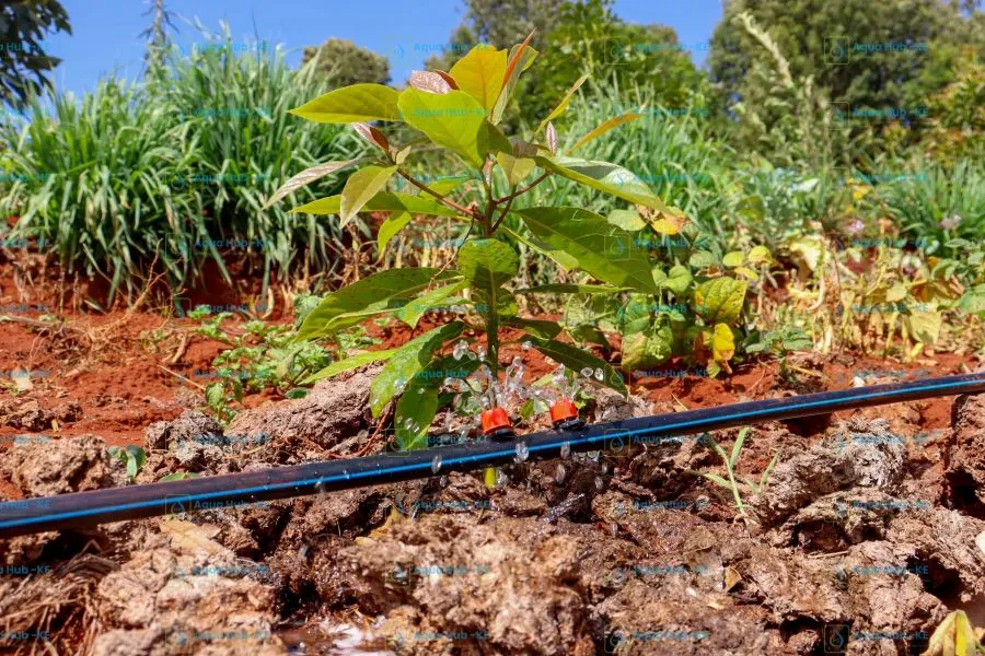 Avocado Irrigation in Kenya