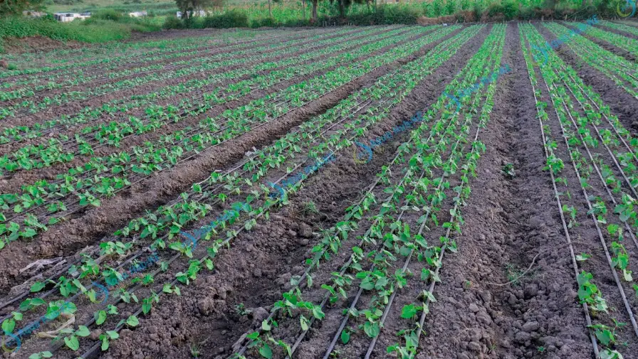 drip kits for small Scale farmers in Kenya