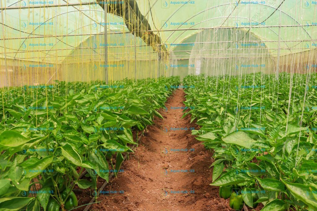 Greenhouse for capsicum farming in kenya