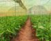 Greenhouse for capsicum farming in kenya