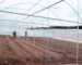 Galvanized Steel greenhouses in Kenya