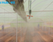 Greenhouse Misting System in Kenya