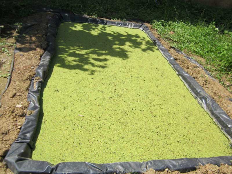 Dam Liners for Azolla farming in Kenya