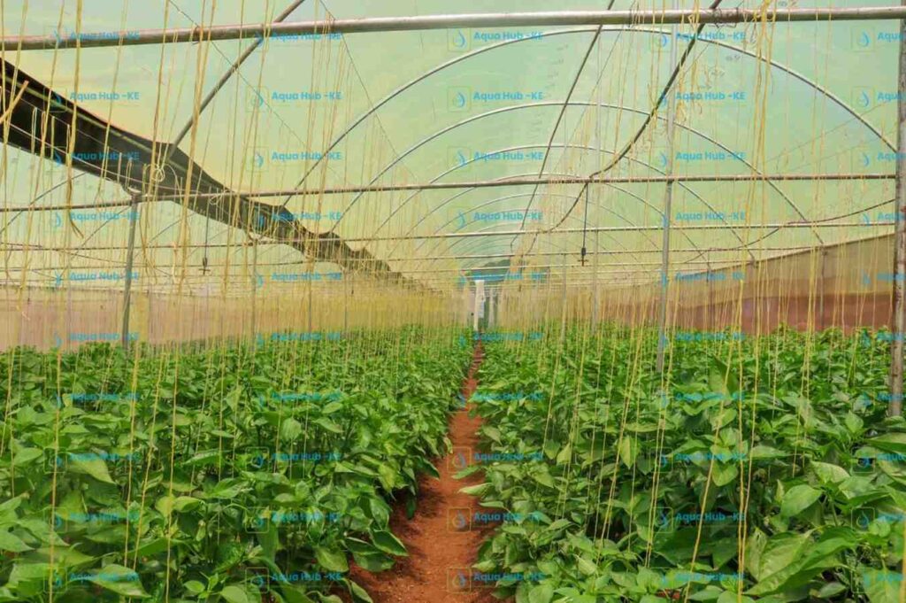 types and cost of greenhouses in Kenya