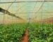 types and cost of greenhouses in Kenya