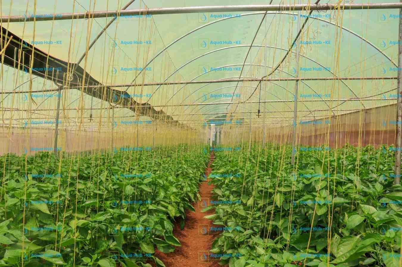 types and cost of greenhouses in Kenya