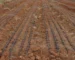 Drip Irrigation Companies in Kenya