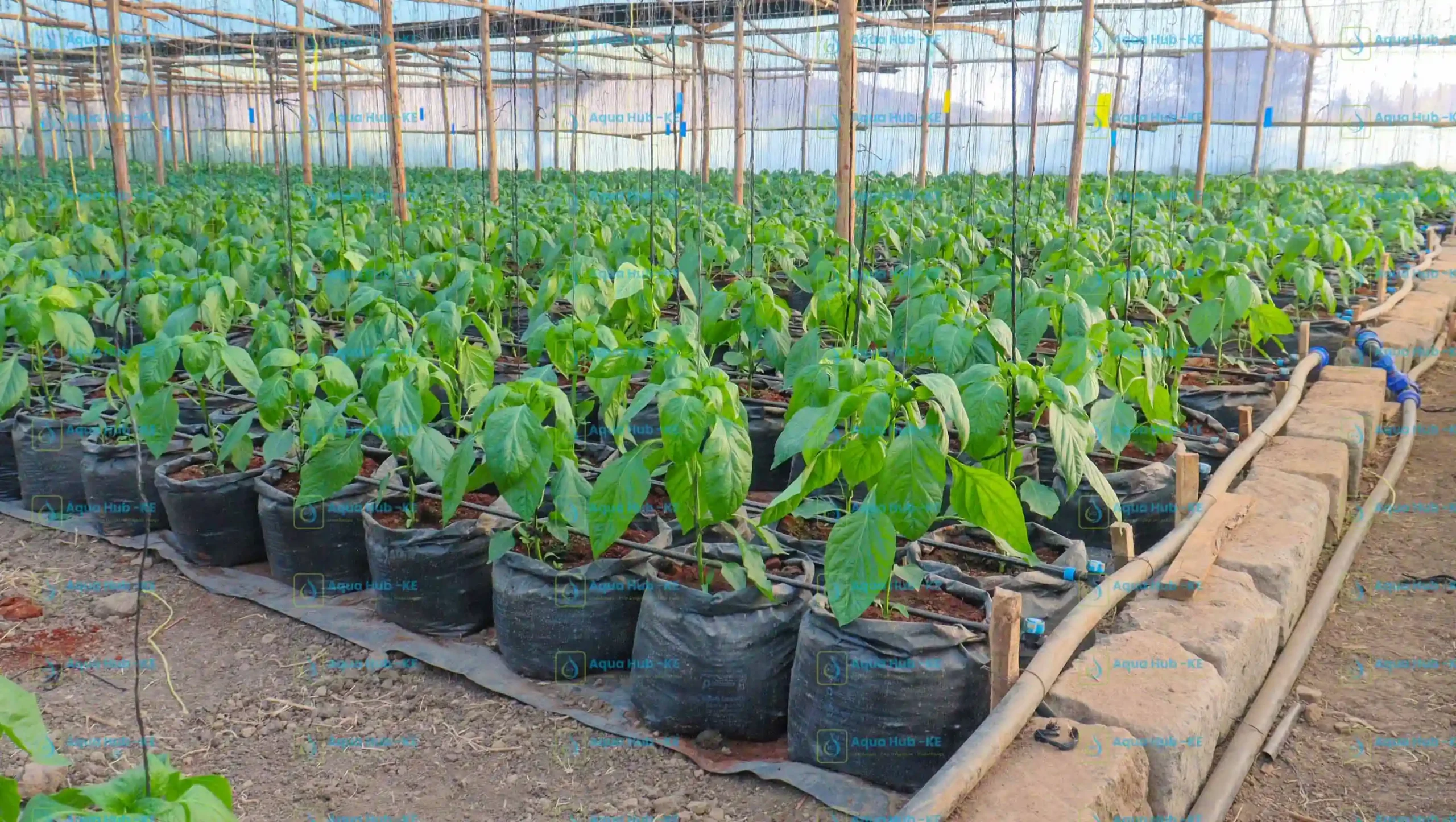 types and cost of greenhouses in Kenya