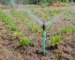 Micro Sprinklers in Kenya