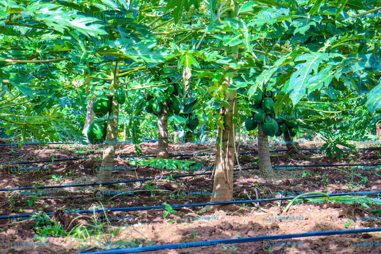 paw Irrigation Kit| Button Drippers in Kenya