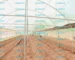Greenhouse Cost in Kenya
