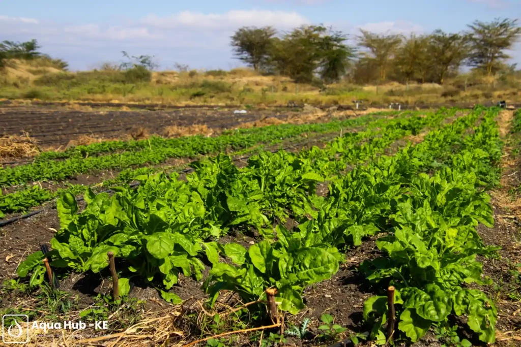 Spinach growing under drip irrigation