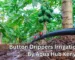 Button Drippers Irrigation System