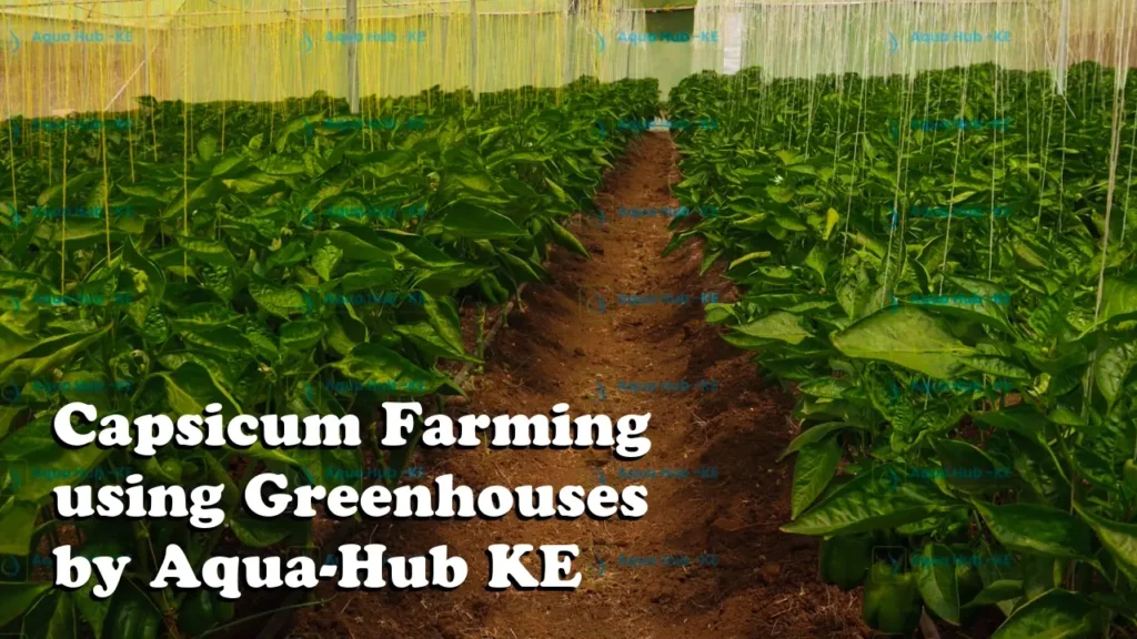 Capsicum Farming using Greenhouses by Aqua Hub KE_compressed