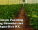Capsicum Farming using Greenhouses by Aqua Hub KE_compressed