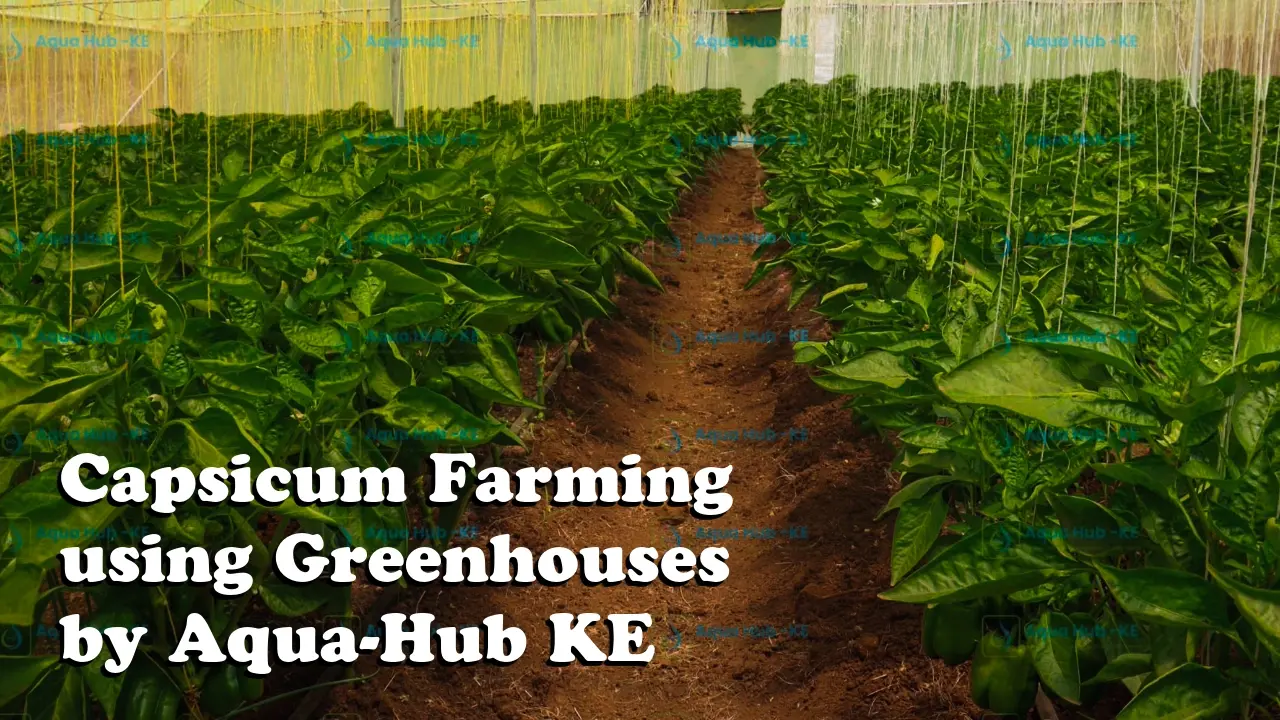 Capsicum Farming using Greenhouses by Aqua Hub KE_compressed