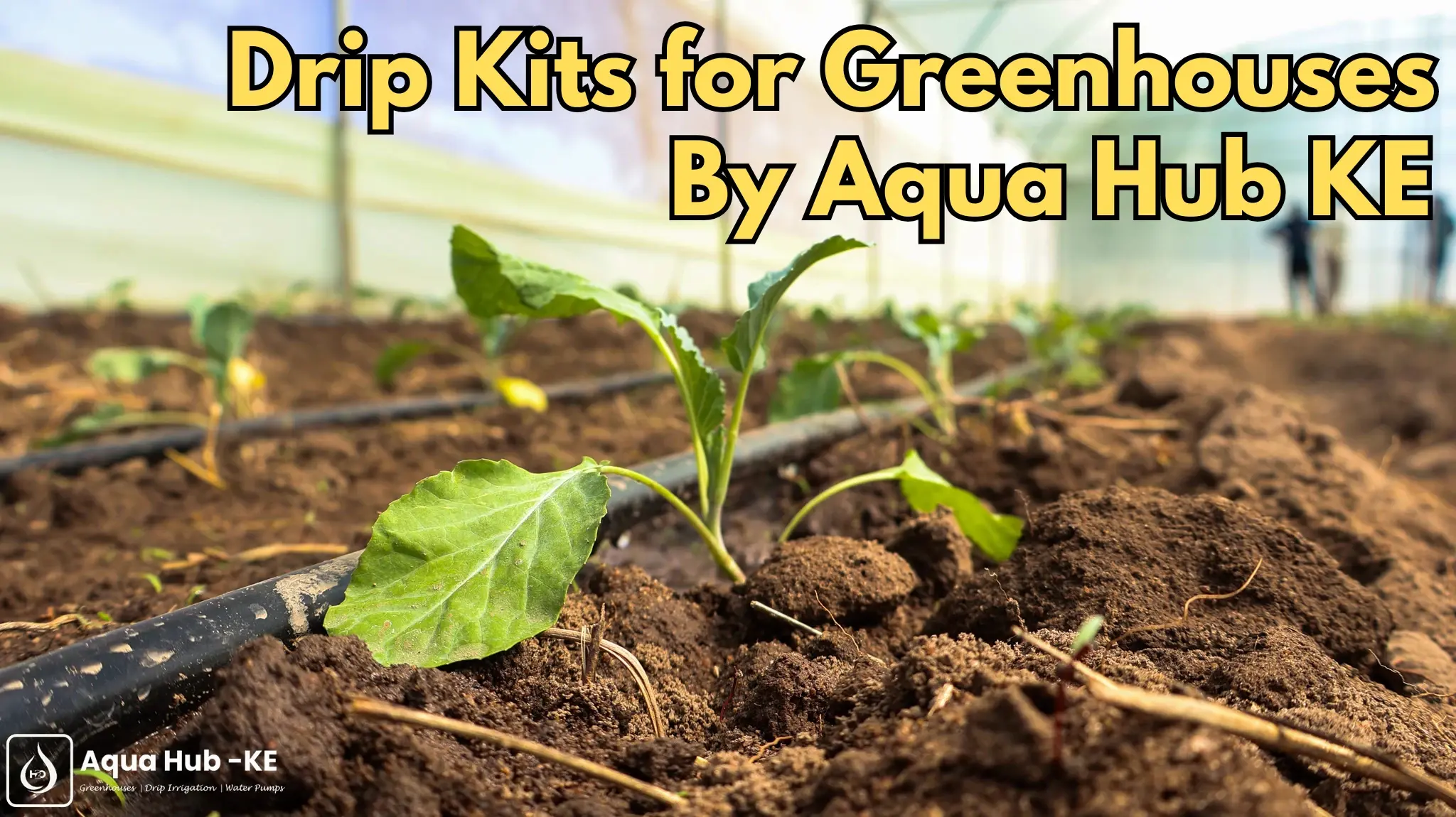 Crop growing in greenhouse under drip irrigation